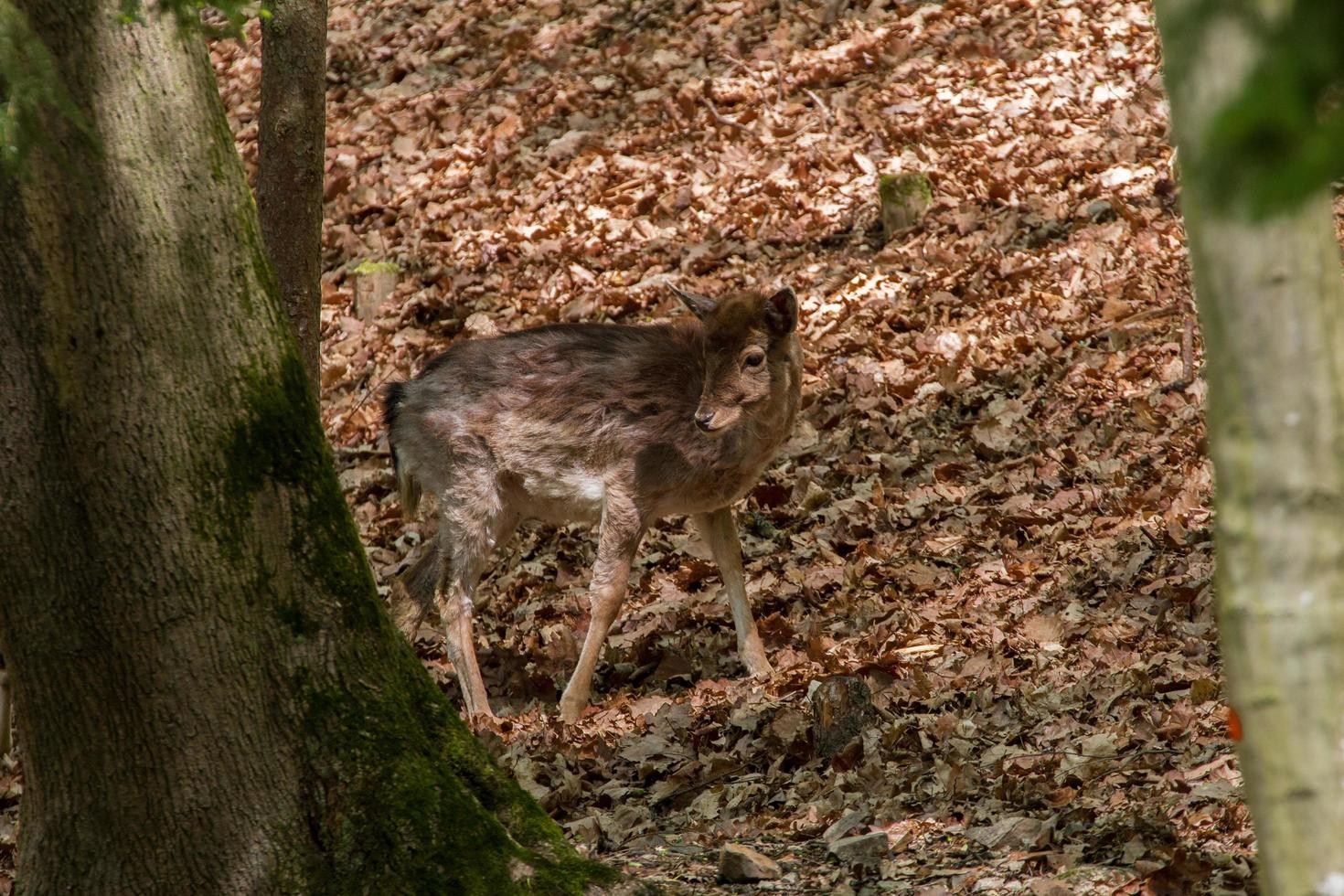 damherten in bos foto