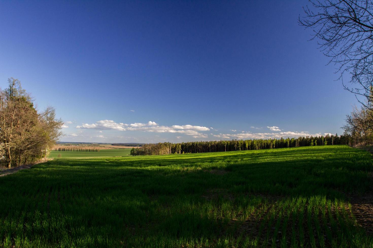 veld met graan foto