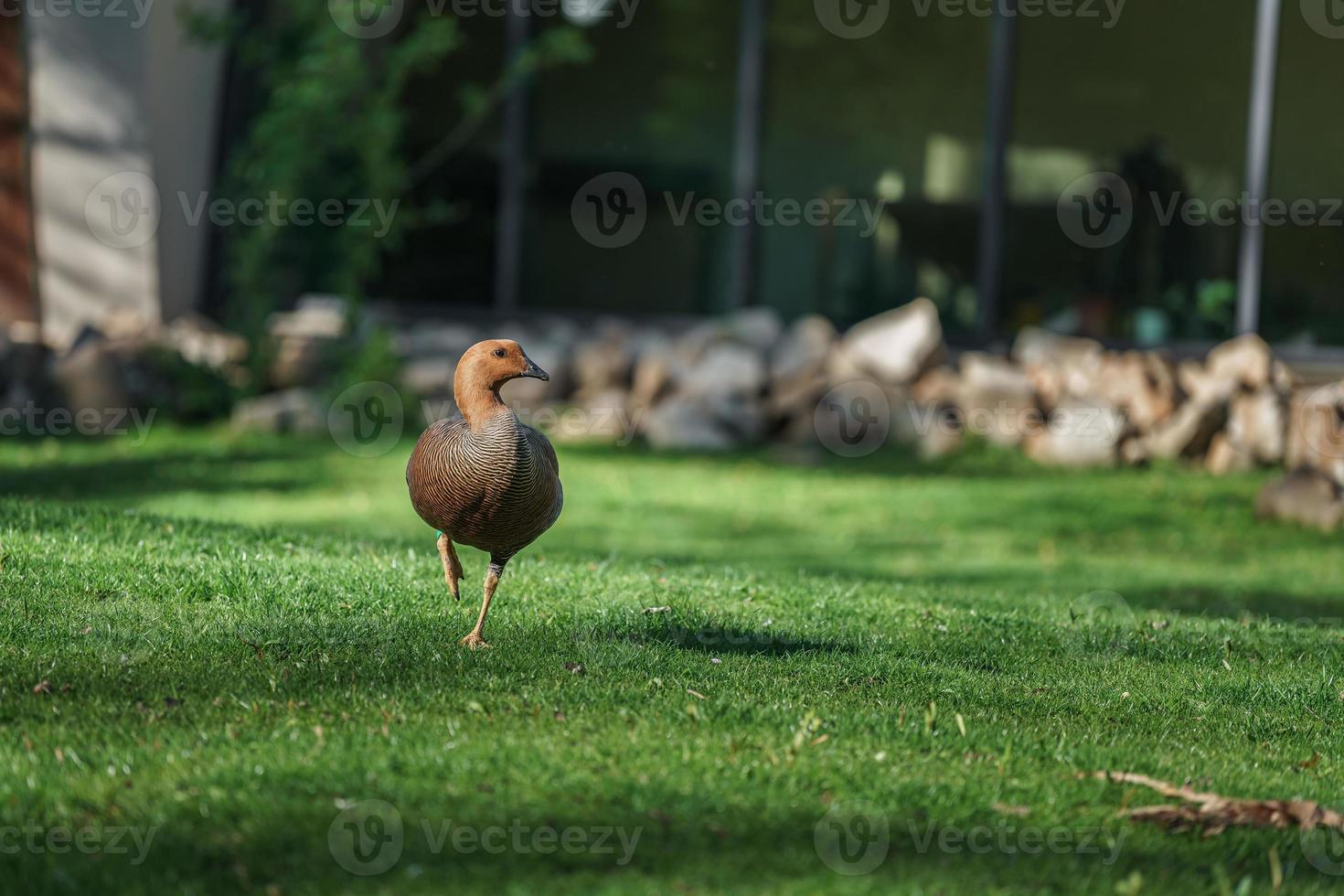 Kaapse onvruchtbare gans foto