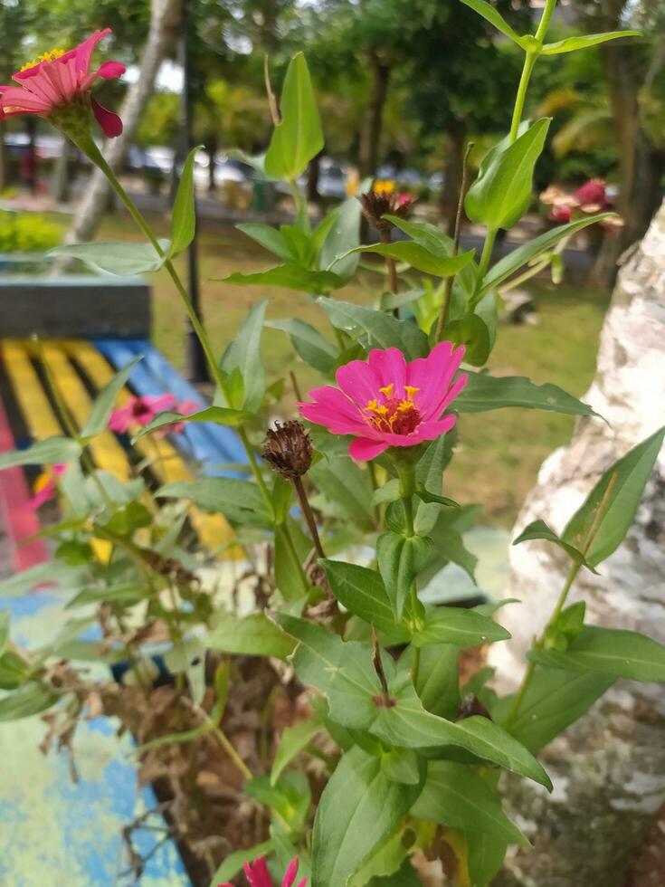 zinia bevallig of beter bekend door de wetenschappelijk naam zinnia elegans is een van de meest beroemd jaar- bloeiend planten van de geslacht zinia. foto