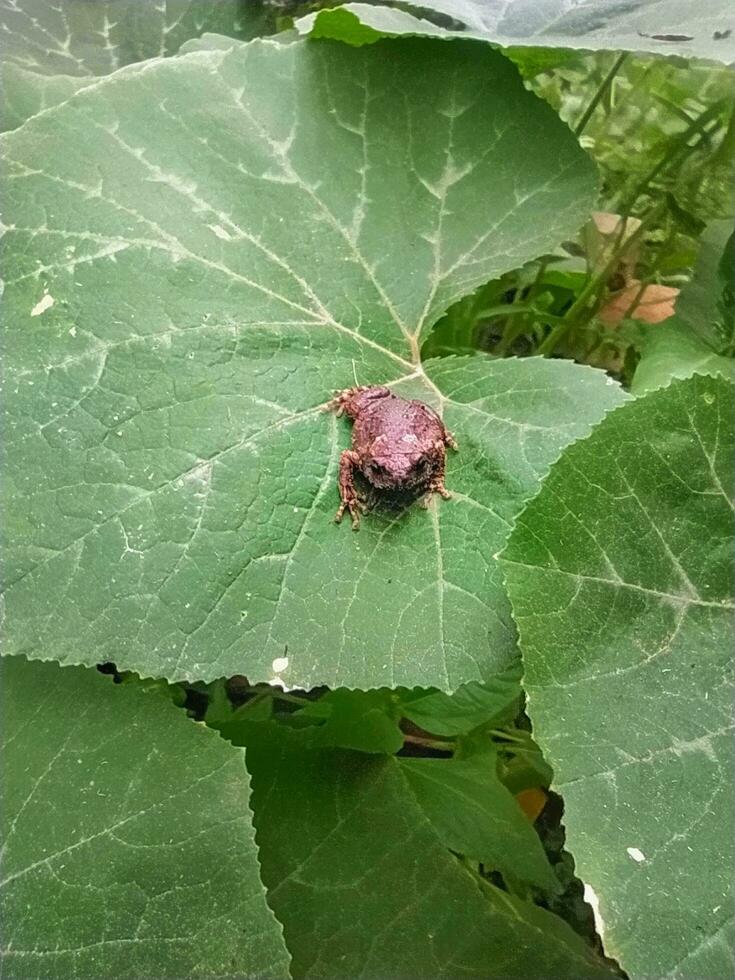 een baby kikker, bufo melanostictus schneide, was zittend Aan een groot pompoen blad. foto