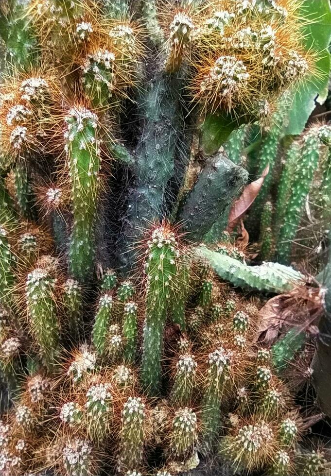 mammillaria langwerpig, de goud kant cactus of ladyfinger cactus, is een soorten van bloeiend fabriek in de familie cactussen, inheems naar centraal Mexico. foto