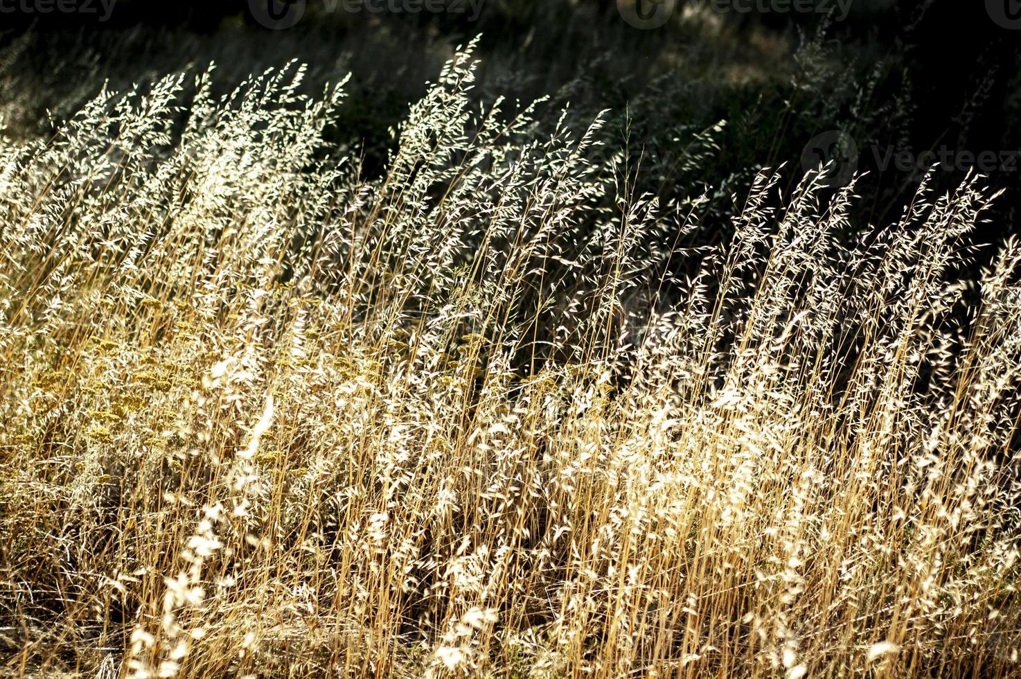 mooie kalmerende droge grasachtergrond met naadloos natuurlijk patroon foto