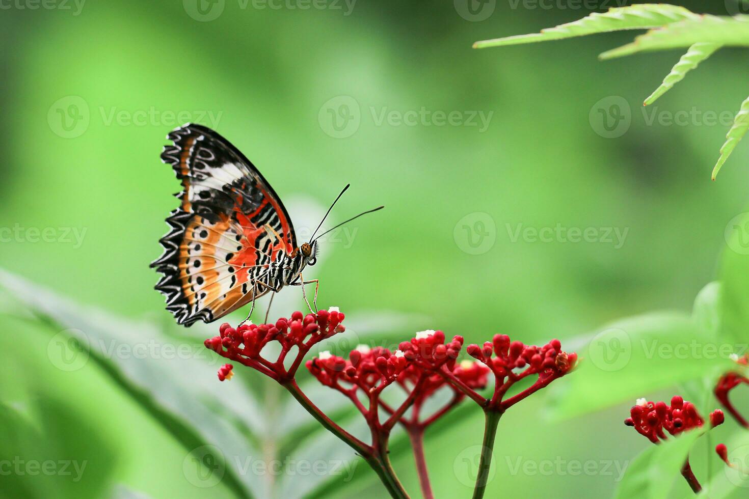 monarch vlinder Aan bloem. beeld van een vlinder monarch Aan rood bloem met groen wazig achtergrond. natuur voorraad beeld van een detailopname insect. meest mooi in beeld brengen van een Vleugels vlinder Aan bloemen. foto