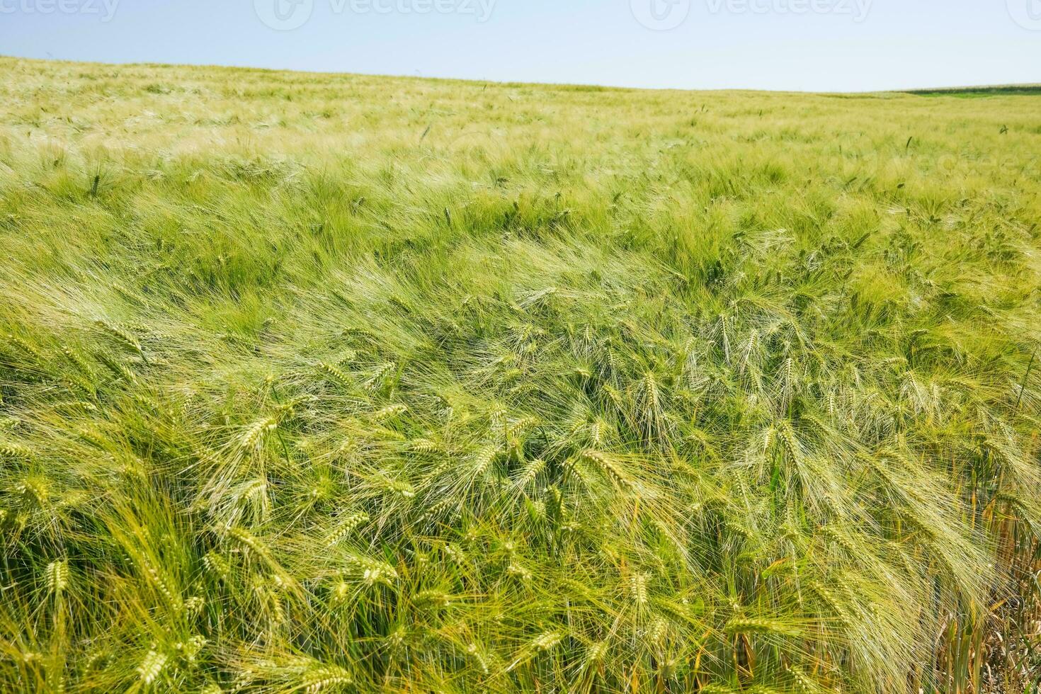 hooi balen in de veld- foto