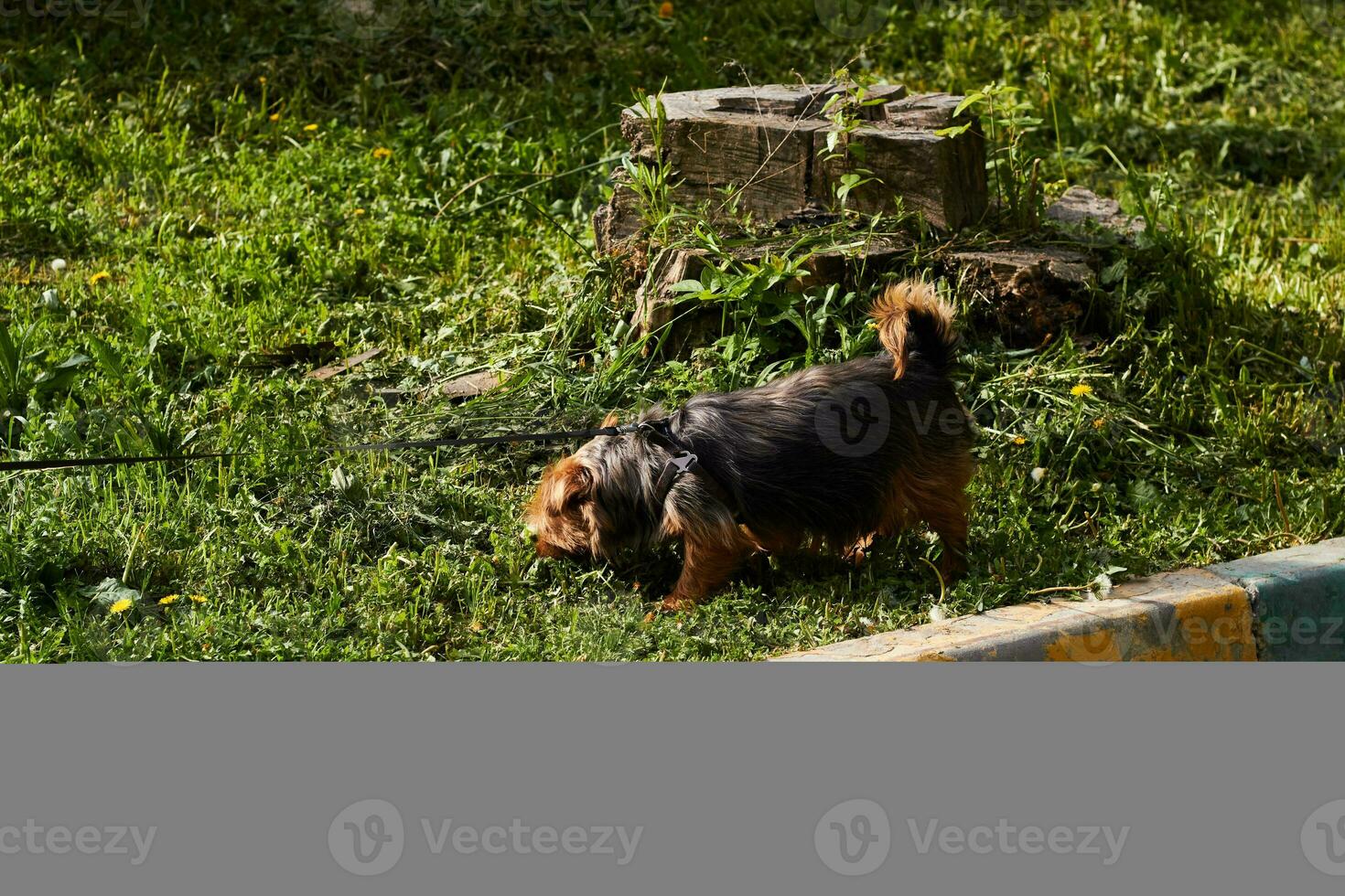 fotograaf van hond wandelen Aan riem. stamboom hond. foto