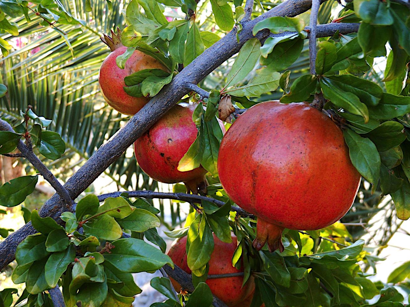 vrucht van de granaatappelboom foto