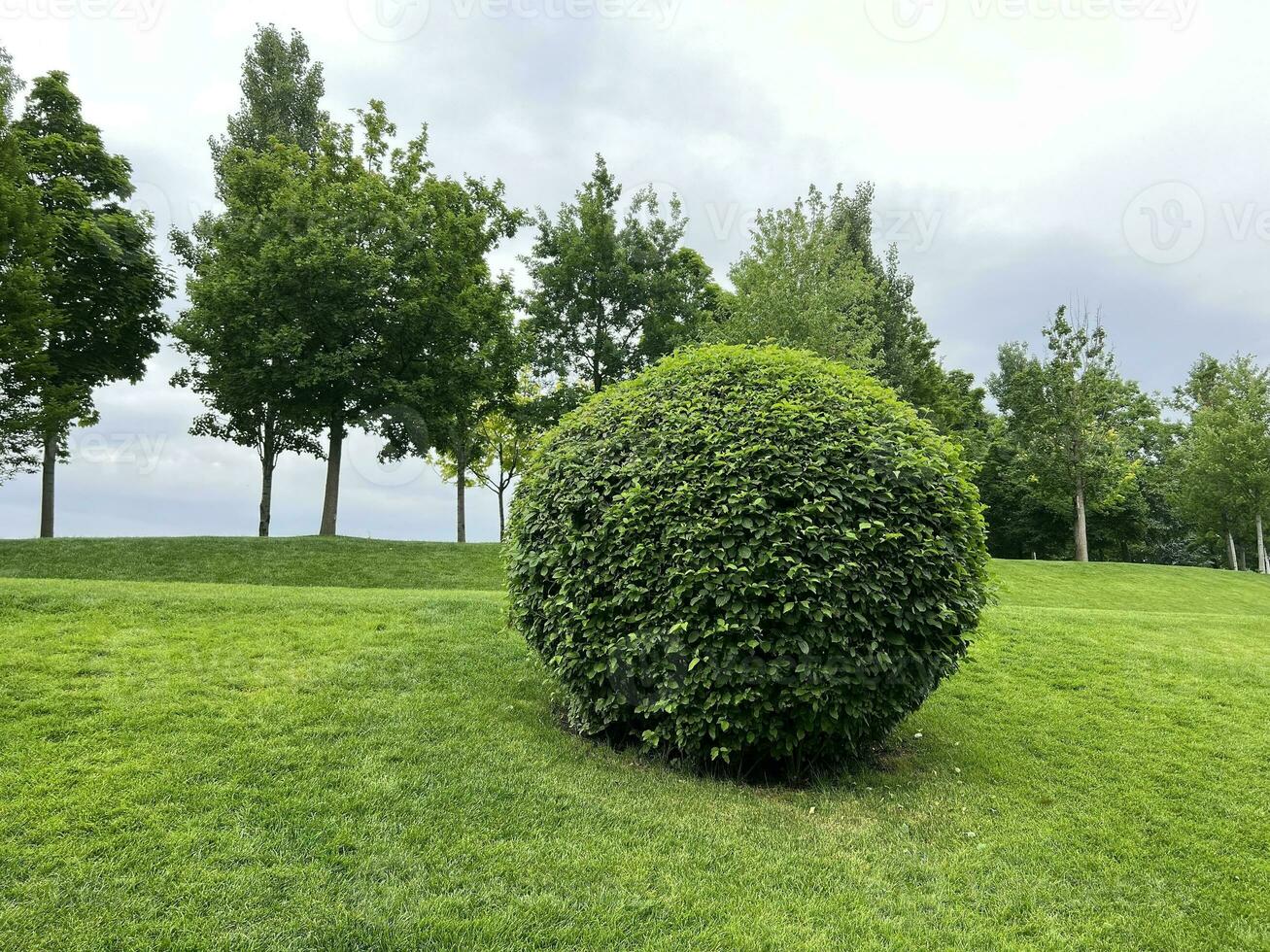 ronde struik en gras. een park foto