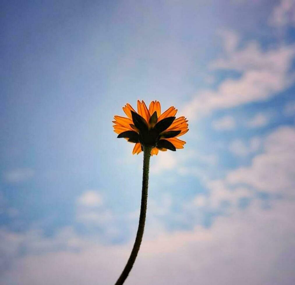 bloeiend bloem in natuur foto