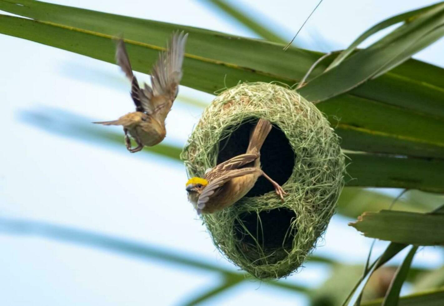 mooi vogel instelling Aan een Afdeling foto