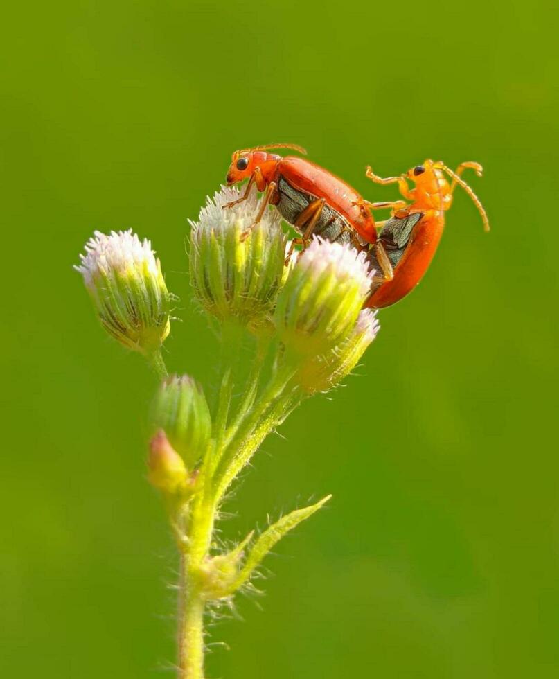 mooi bloeiend bloem foto