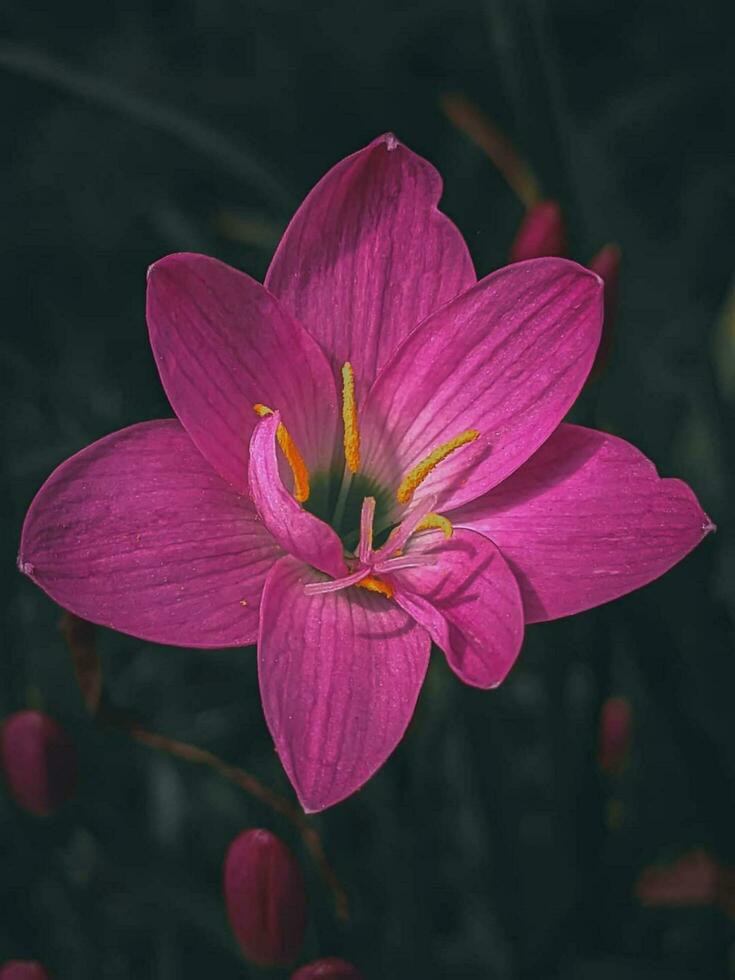 bloeiend bloem in natuur foto