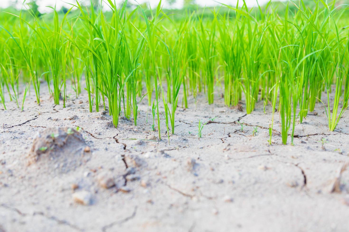 zaailingen van rijstplanten in droge grond foto