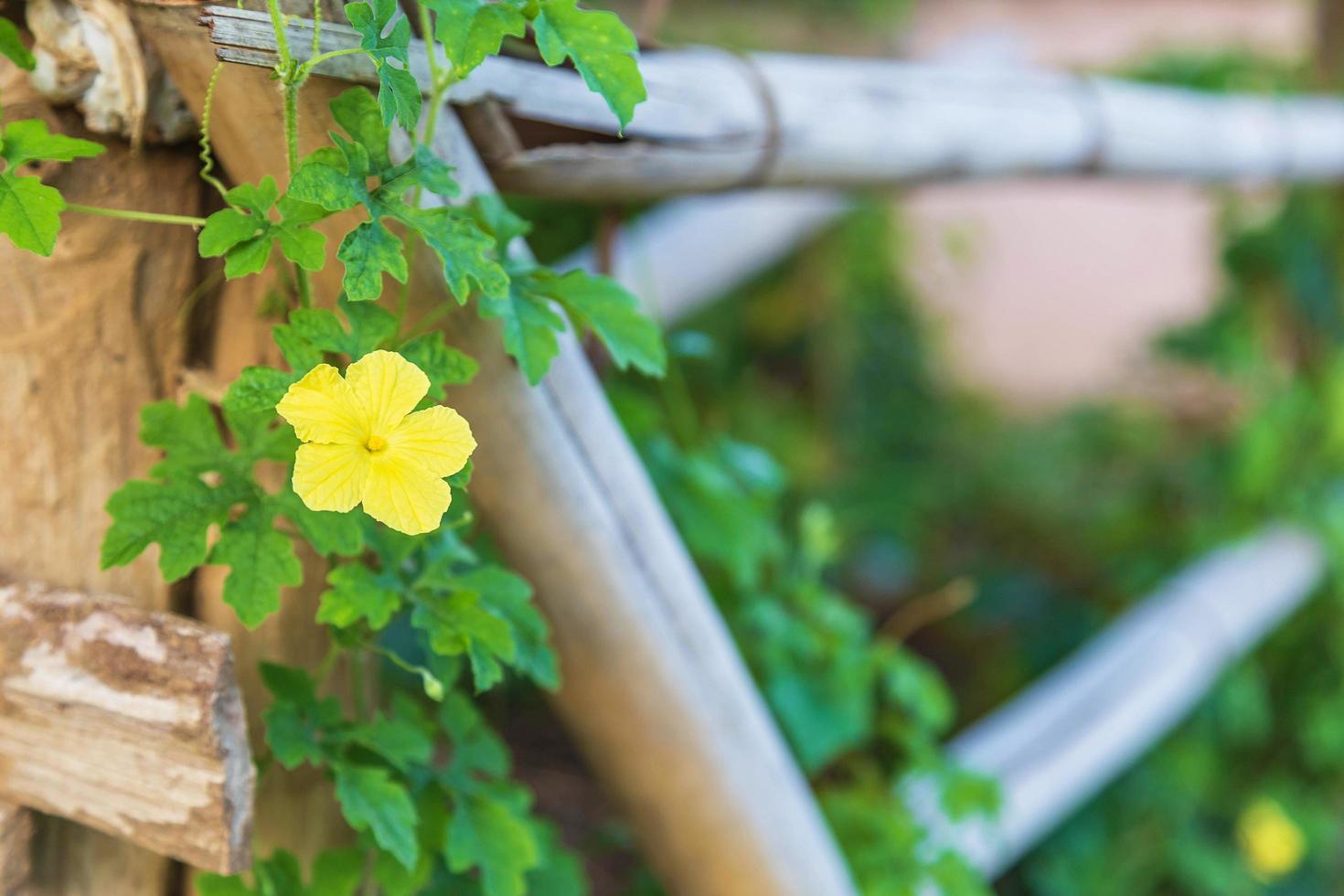 de achtergrond van de bloemen steeg op een houten hek foto