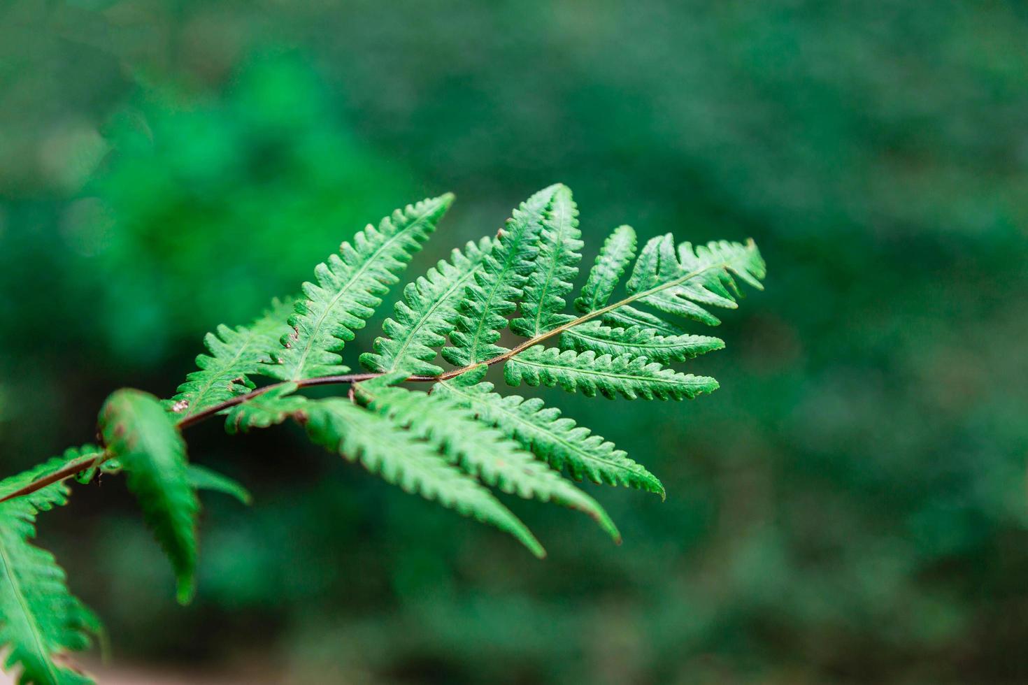 de achtergrond van varenbladeren in het bos foto