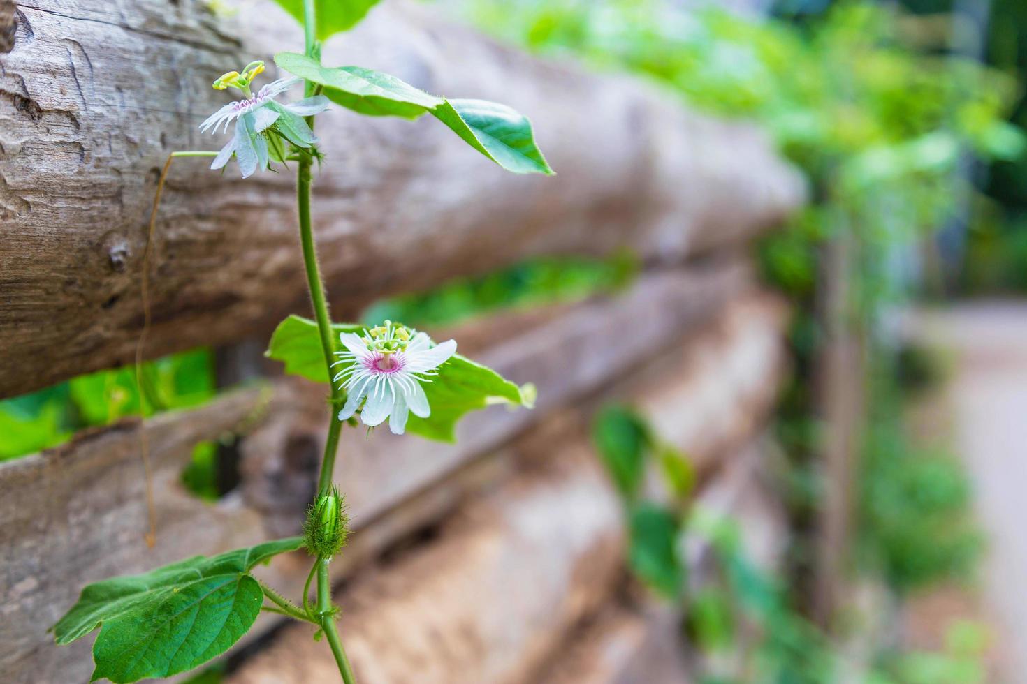 de achtergrond van de bloemen steeg op een houten hek foto