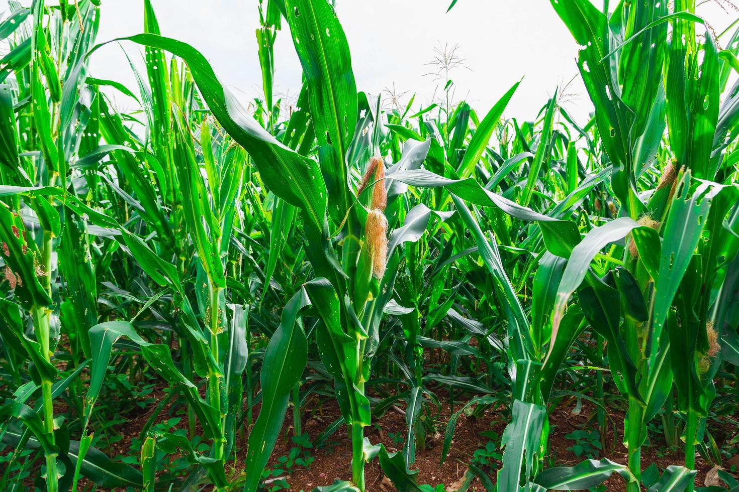 groen maïsveld in landbouwtuin foto