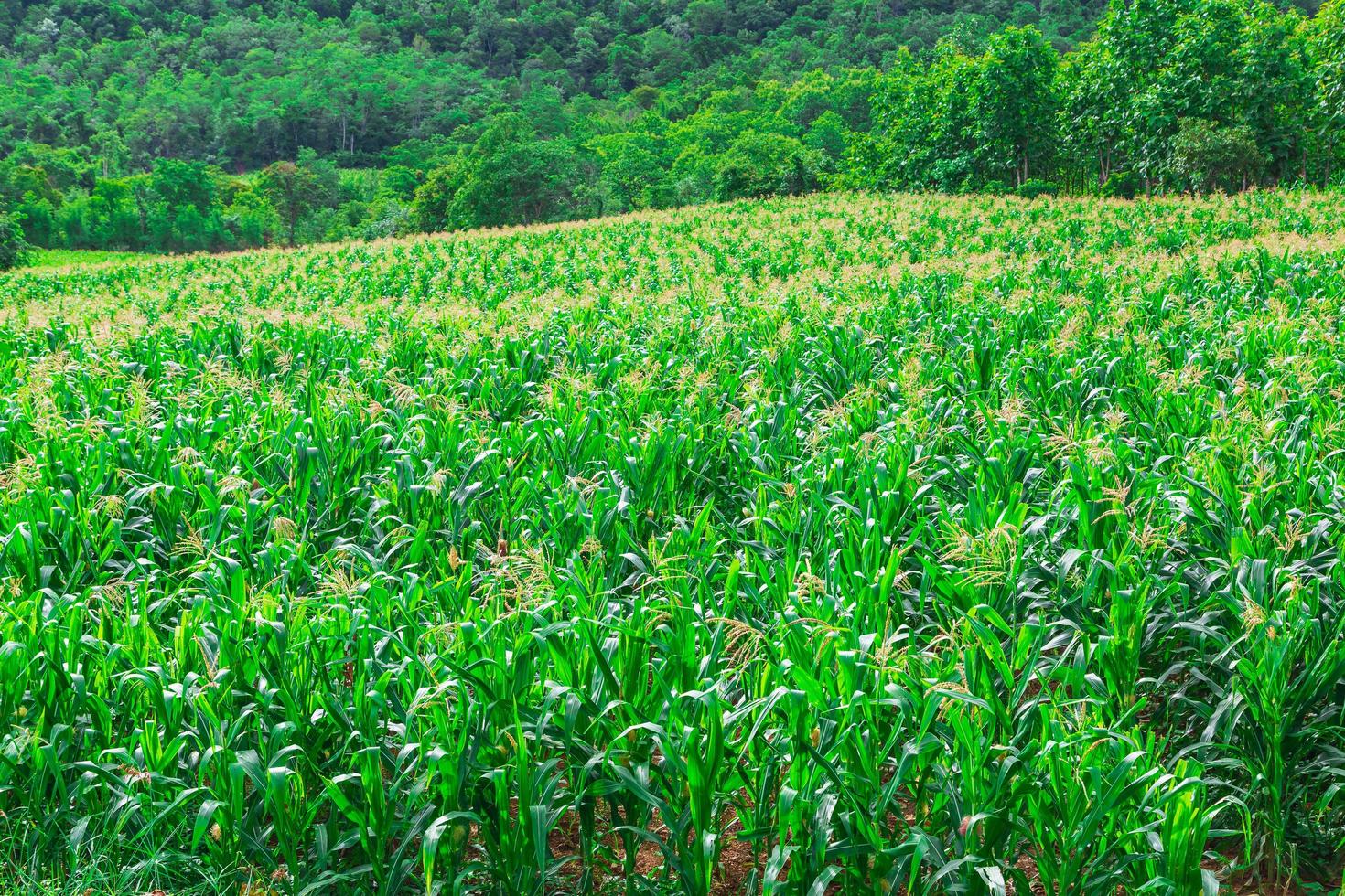 groen maïsveld in landbouwtuin foto
