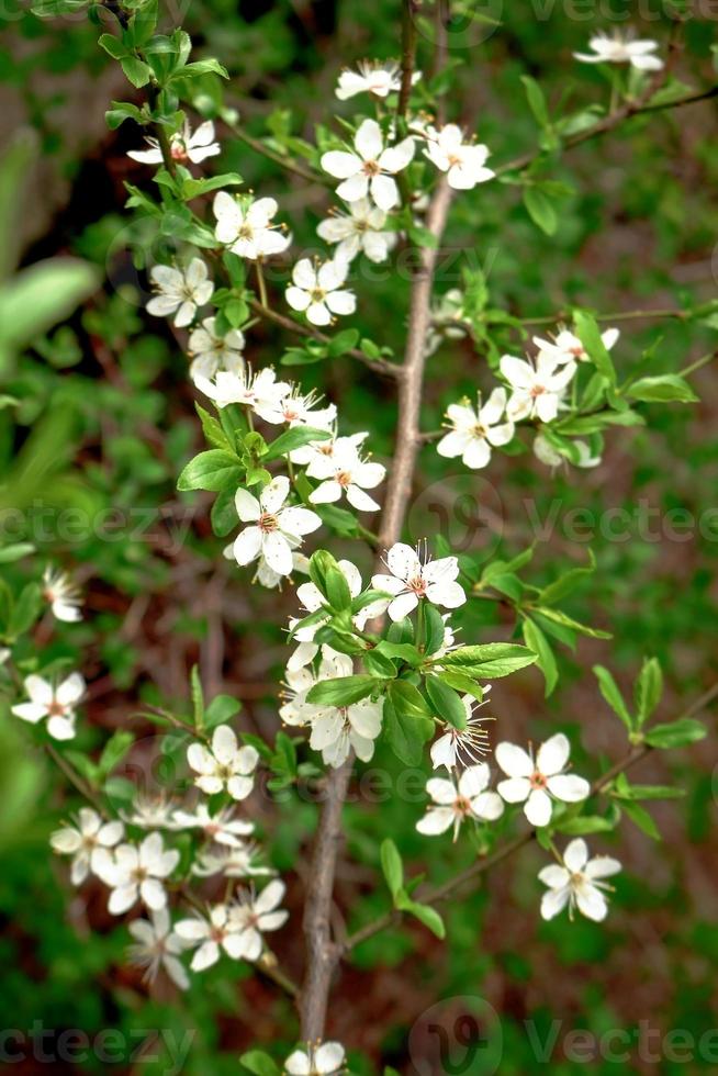 witte kleine wilde kersenbloemen op tak en groene bladeren foto