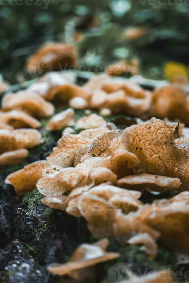 eetbaar bruin champignons groeit in de Woud foto