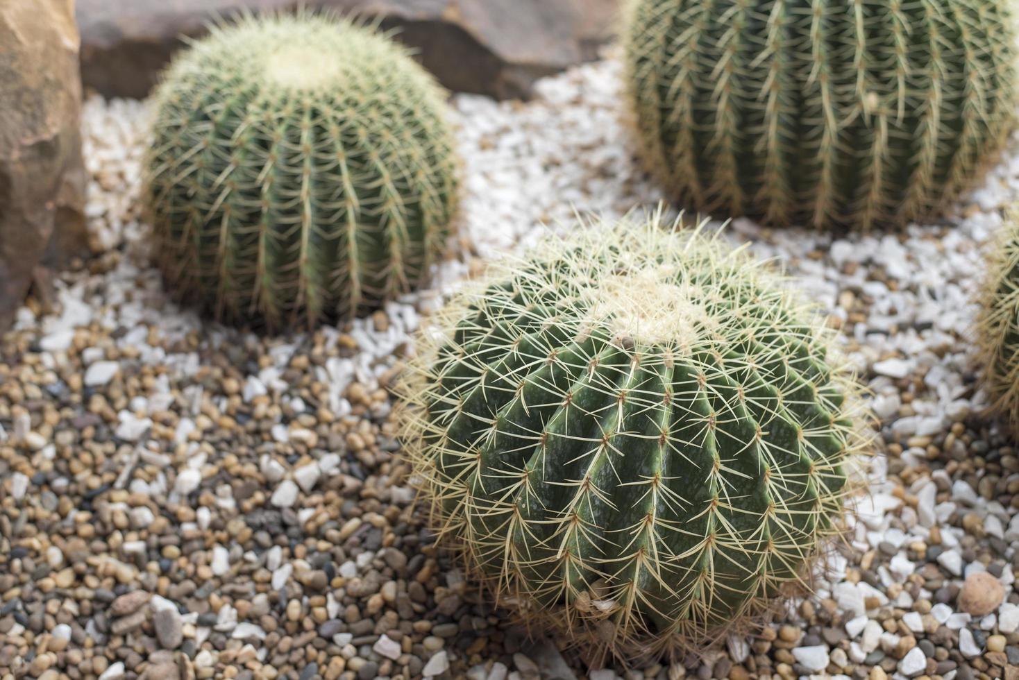 woestijn cactus achtergrond foto