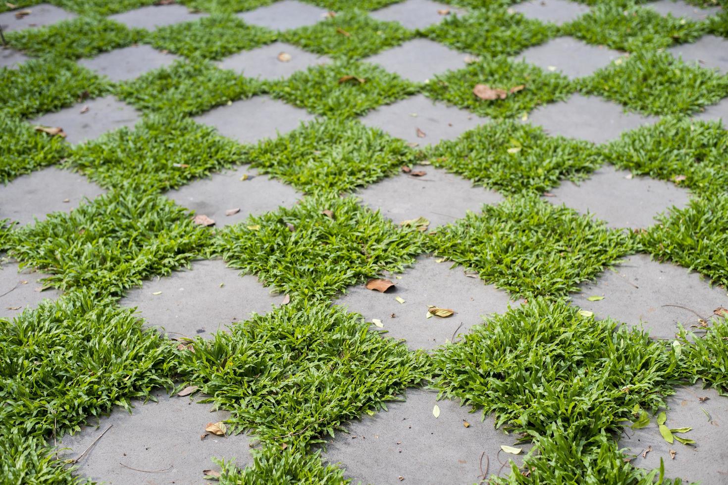 geruit stenen pad op gras foto