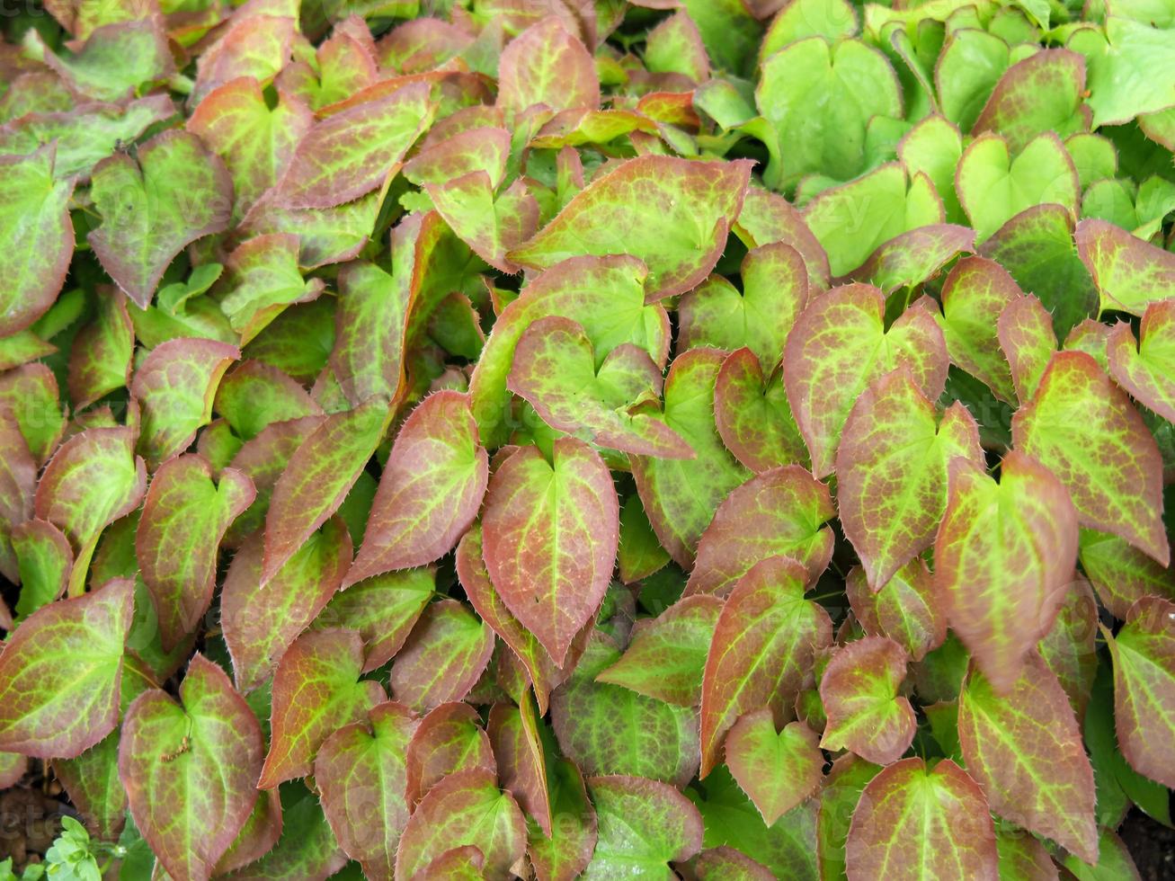 bont blad van barrenwort epimedium versicolor sulphureum foto