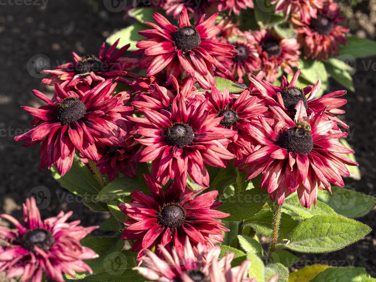 donkerrode rudbeckia hirta zonnehoed variëteit kersenbrandewijn foto