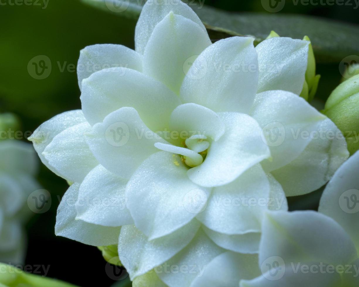 close-up van een enkele witte bloem op een kalanchoëplant foto