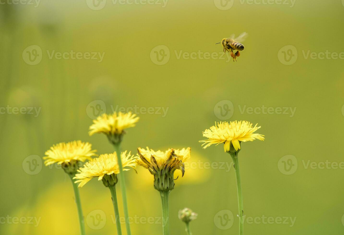 bij Aan wild bloemen foto