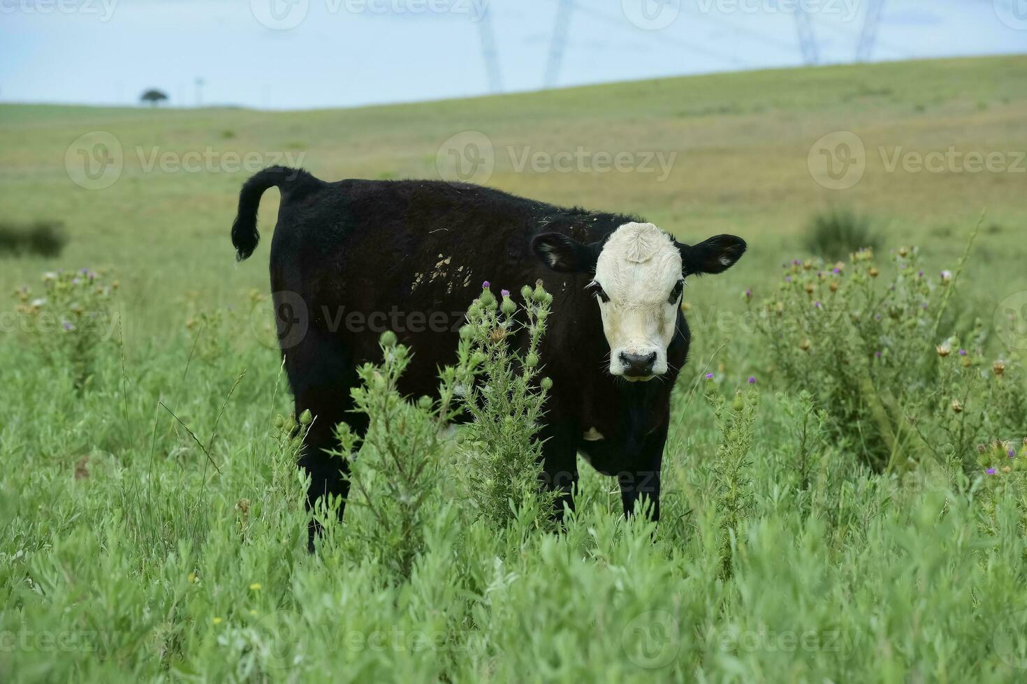 kalf op zoek Bij de camera, Argentijns platteland, la pampa provincie, Argentinië. foto