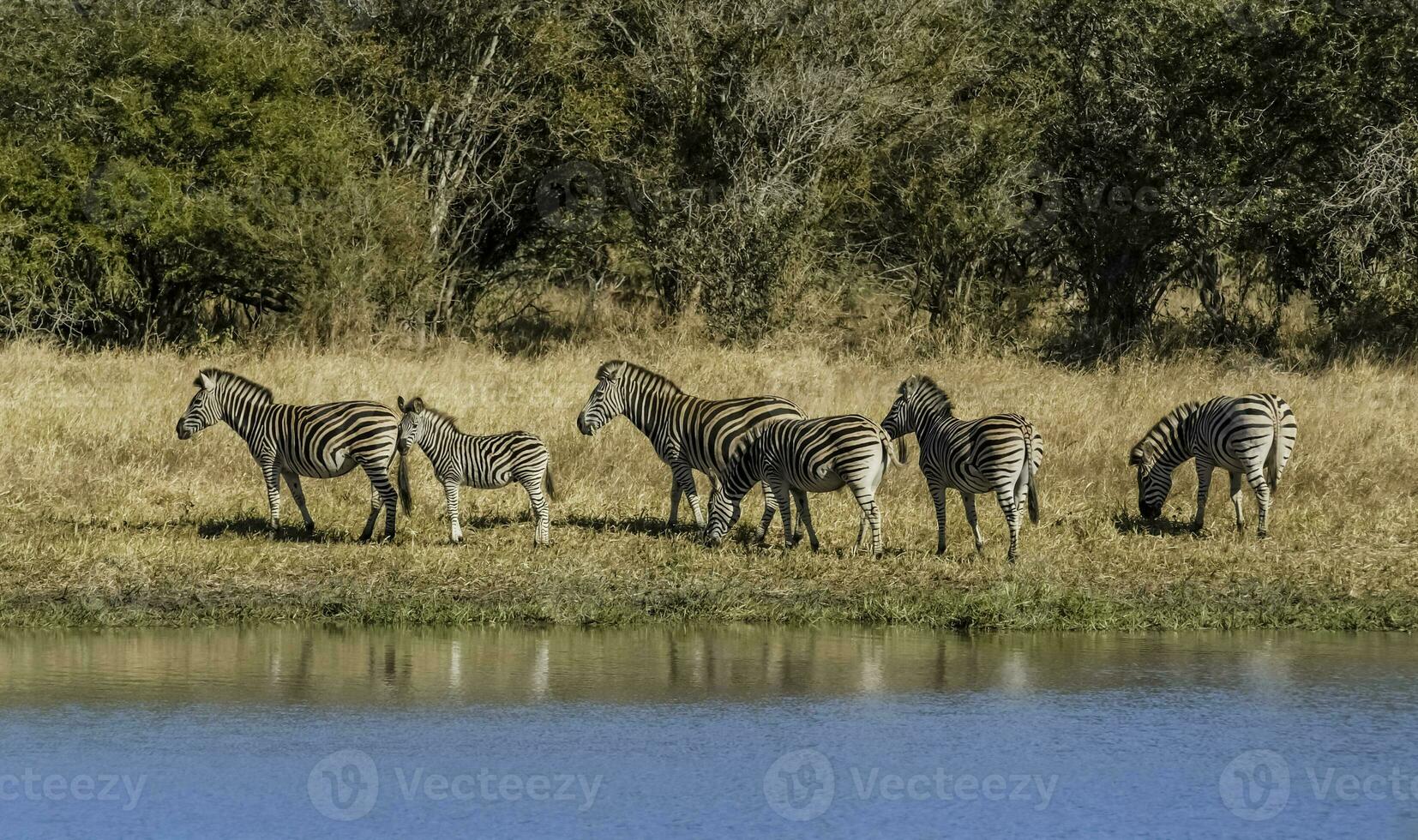 kudde van zebra's in de Afrikaanse savanne foto