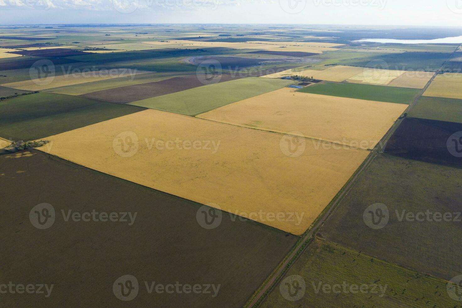 tarwe veld- klaar naar oogst, in de pampa vlak, la pampa, Argentinië. foto