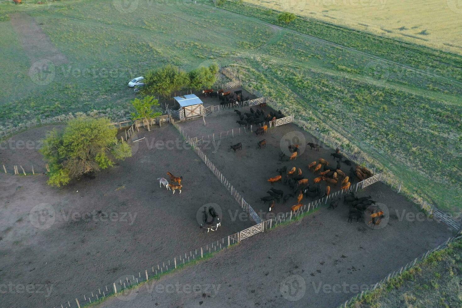 vee verhogen in pampa platteland, la pampa provincie, Argentinië. foto