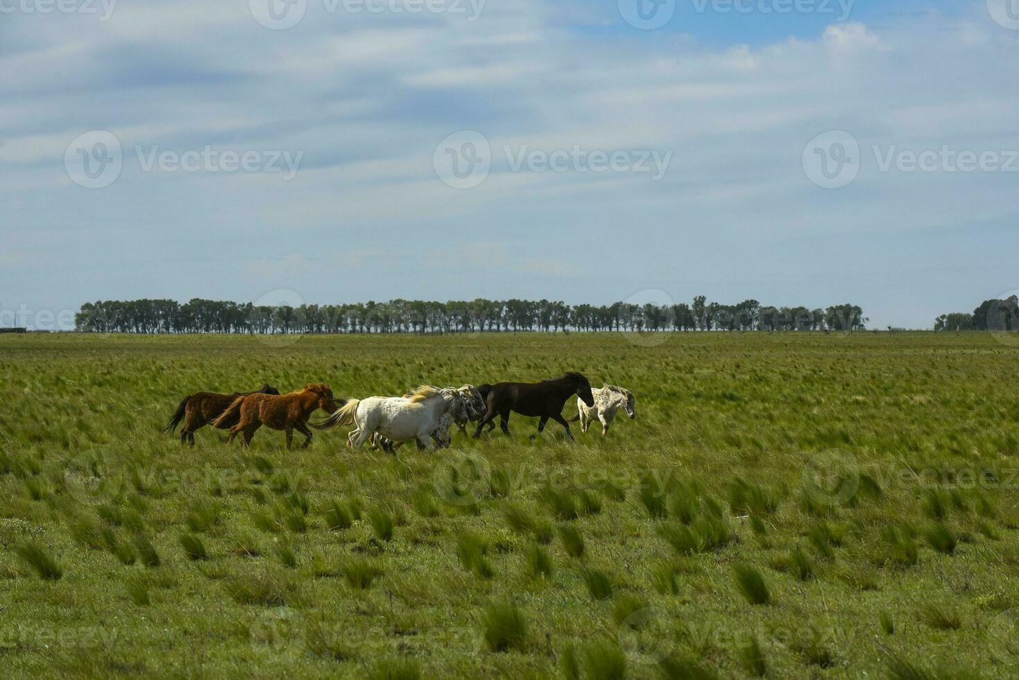 kudde van paarden in de platteland, la pampa provincie, Patagonië, Argentinië. foto
