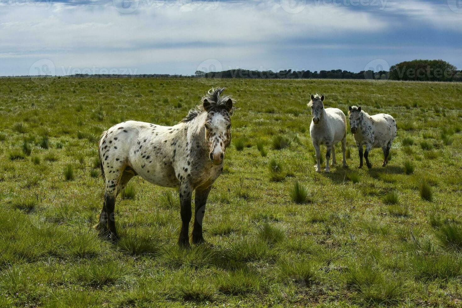 kudde van paarden in de platteland, la pampa provincie, Patagonië, Argentinië. foto