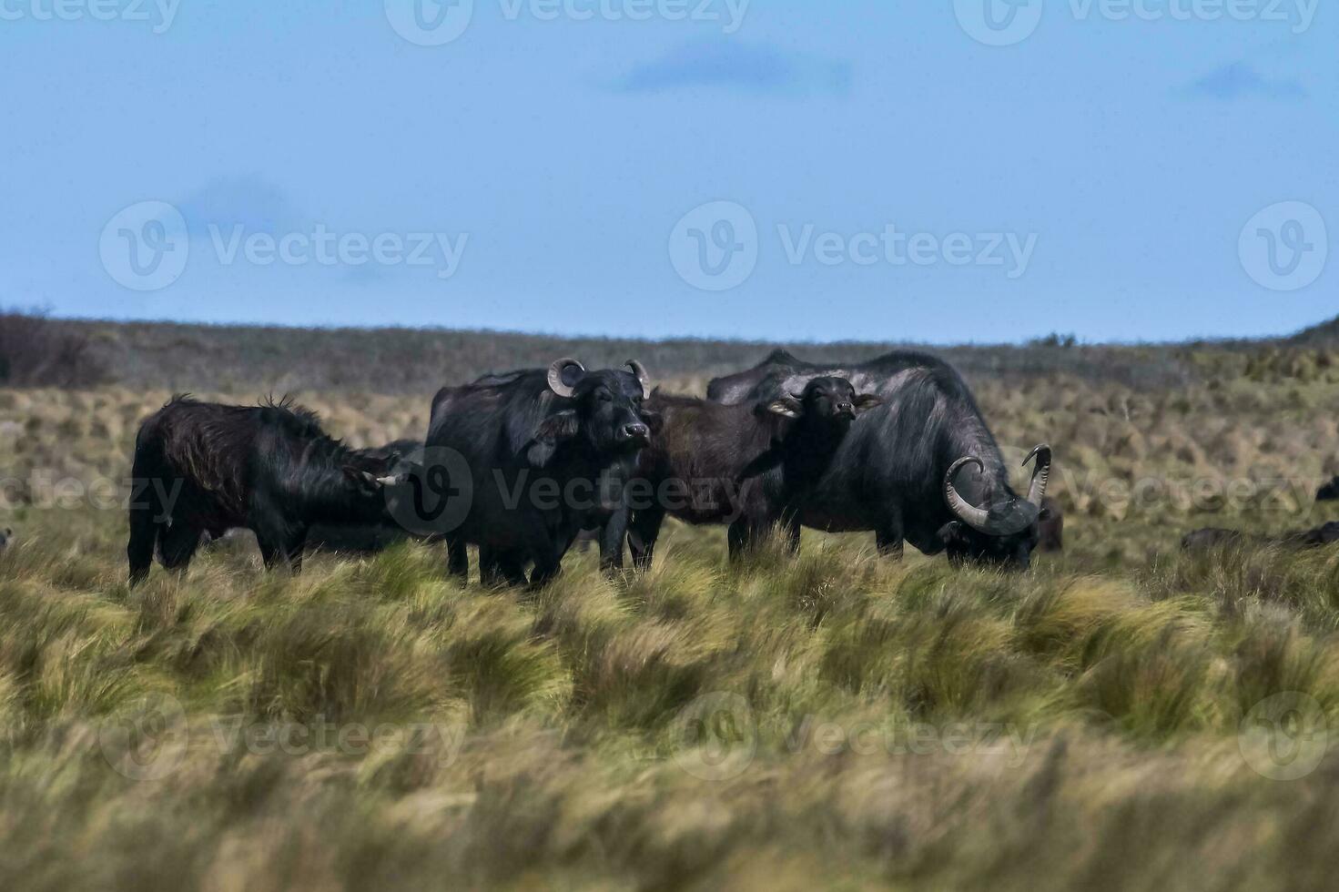 water buffel, bubalus bubalis, soorten geïntroduceerd in Argentinië, la pampa provincie, Patagonië. foto