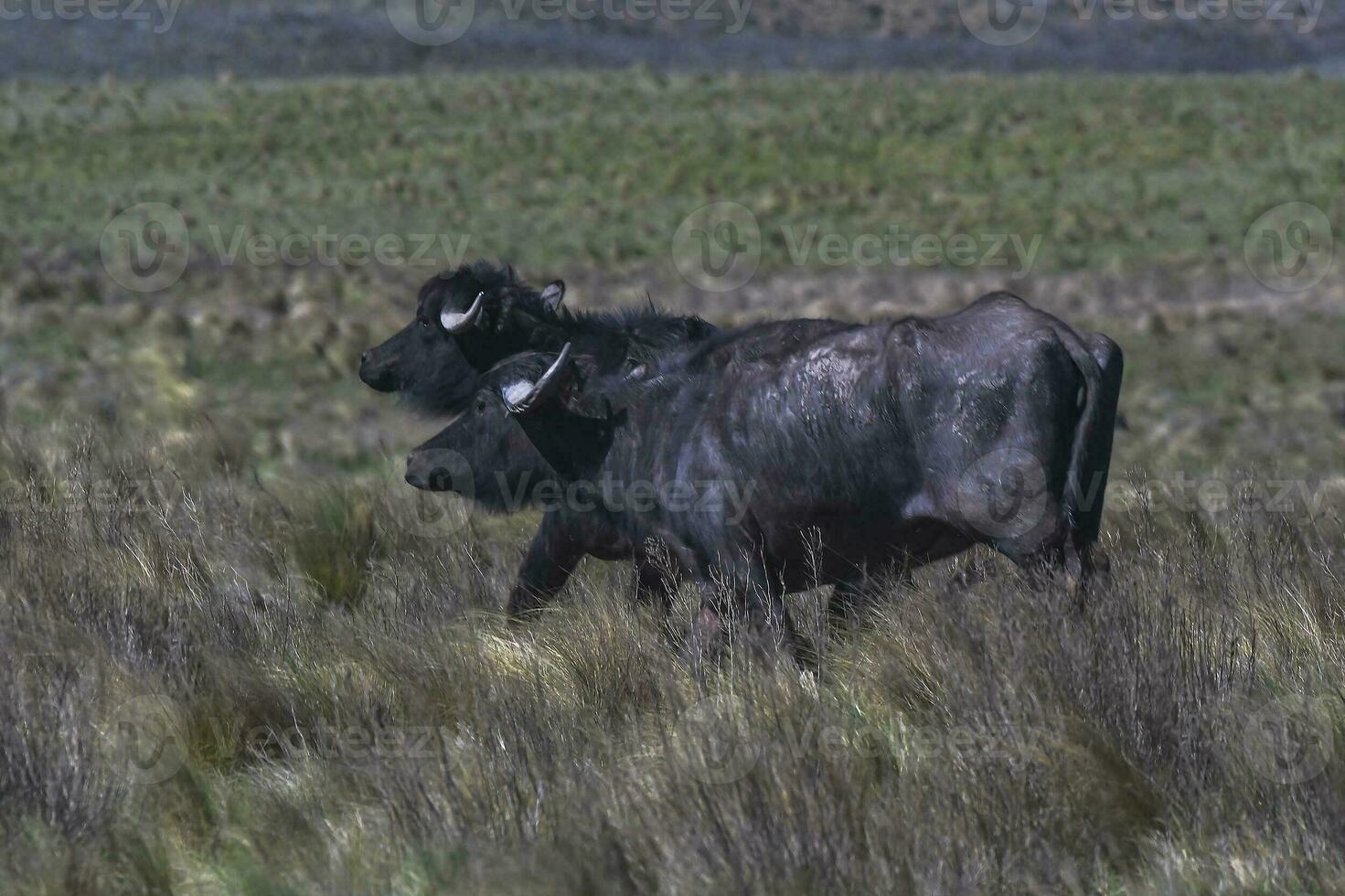 water buffel, bubalus bubalis, soorten geïntroduceerd in Argentinië, la pampa provincie, Patagonië. foto