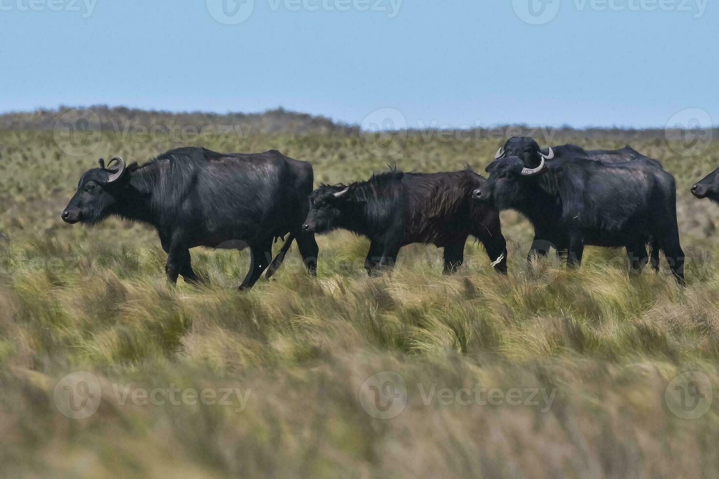 water buffel, bubalus bubalis, soorten geïntroduceerd in Argentinië, la pampa provincie, Patagonië. foto