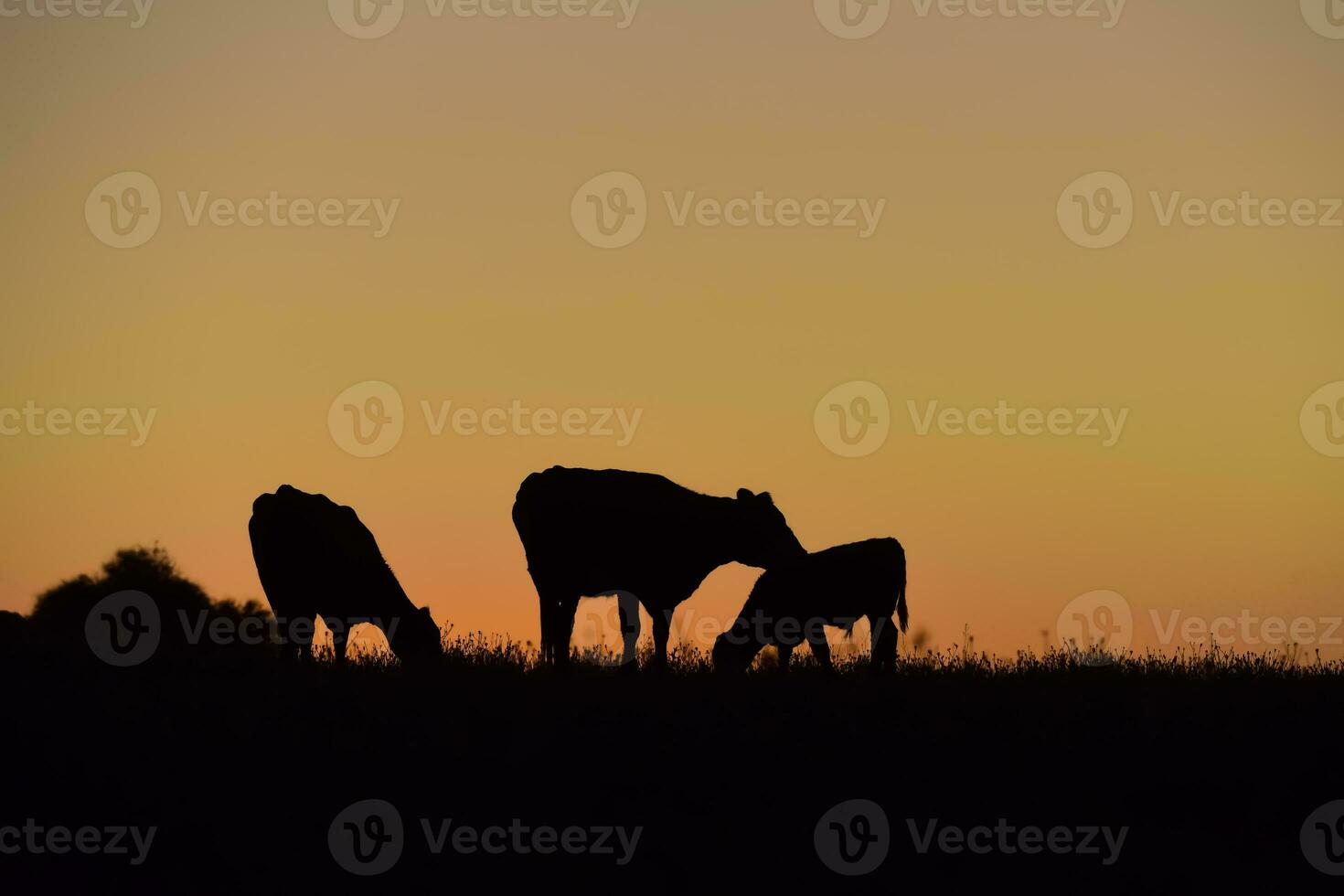 koeien begrazing Bij zonsondergang, buenos aires provincie, Argentinië. foto