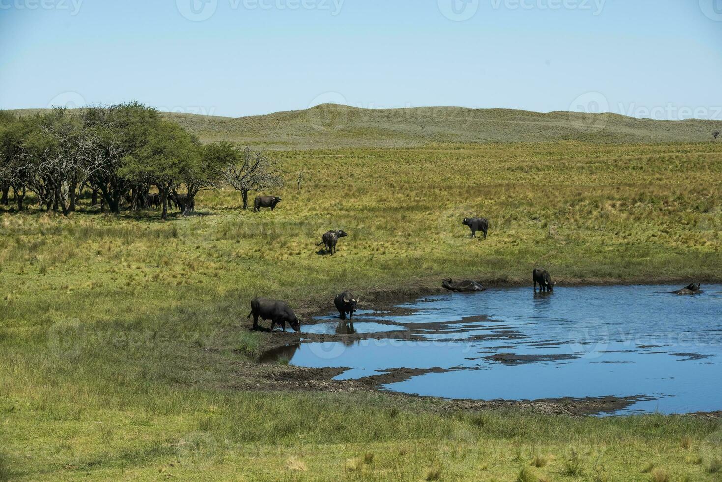 water buffel, bubalus bubalis, in pampasd landschap, la pampa provincie, Patagonië. foto