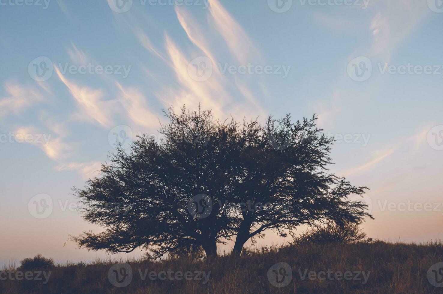 calden boom landschap, la pampa provincie, Patagonië, Argentinië. foto