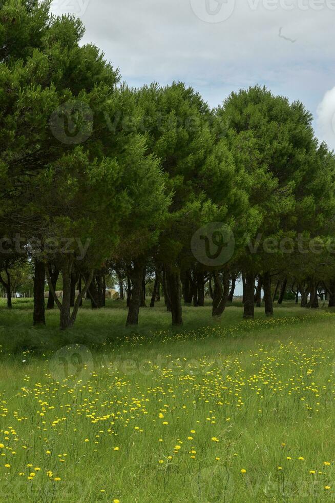 wild bloemen en dennen, Patagonië foto