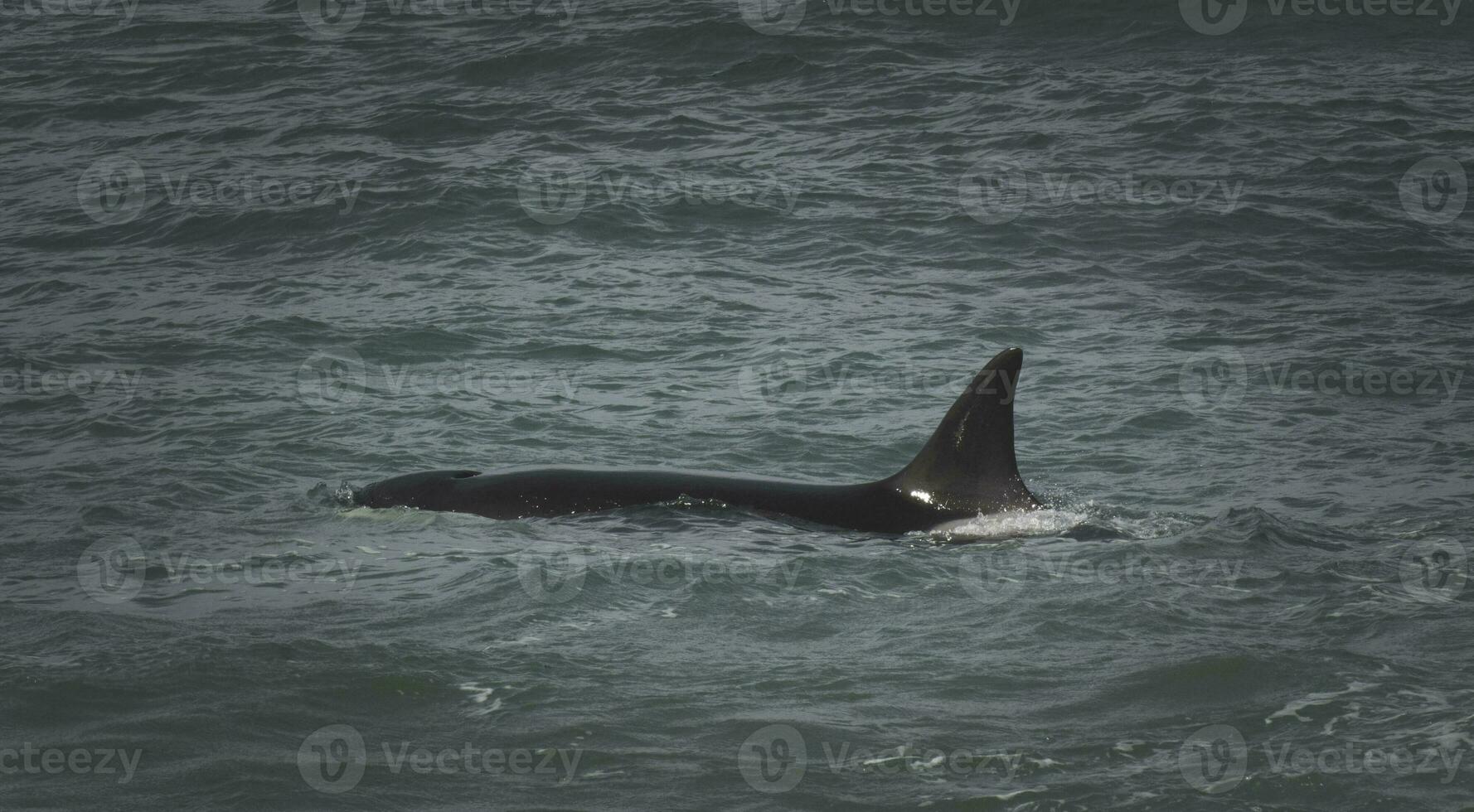 orka's jacht- zee leeuwen, Patagonië , Argentinië foto