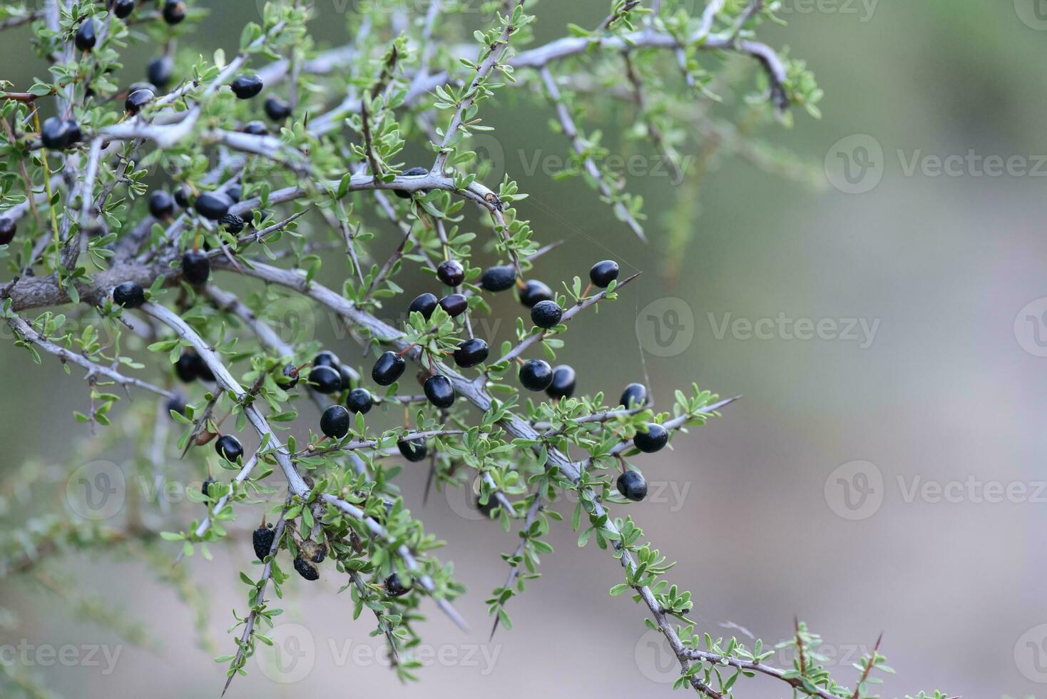 zwart wild fruit in de pampa Woud, Patagonië, Argentinië foto