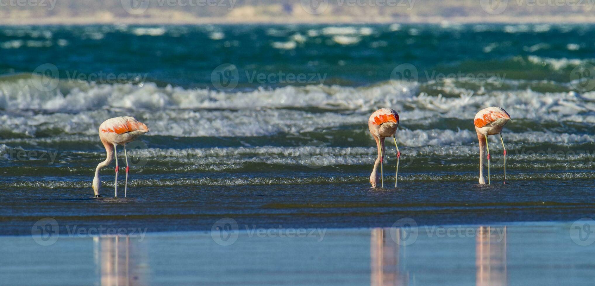 flamingo's voeden Bij laag getij, schiereiland valdes, Patagonië, Argentinië foto