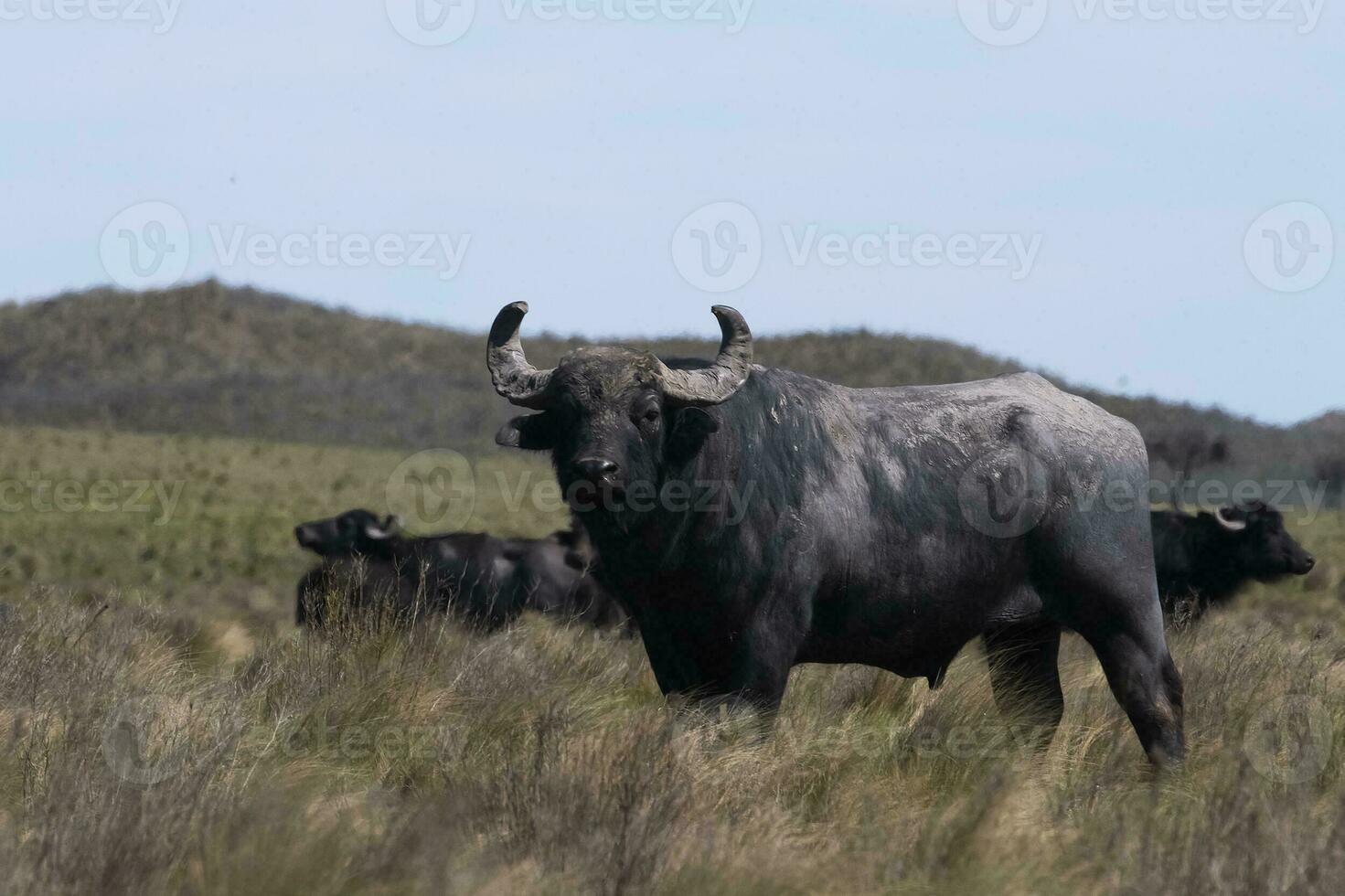 water buffel, bubalus bubalis, soorten geïntroduceerd in Argentinië, la pampa provincie, Patagonië. foto