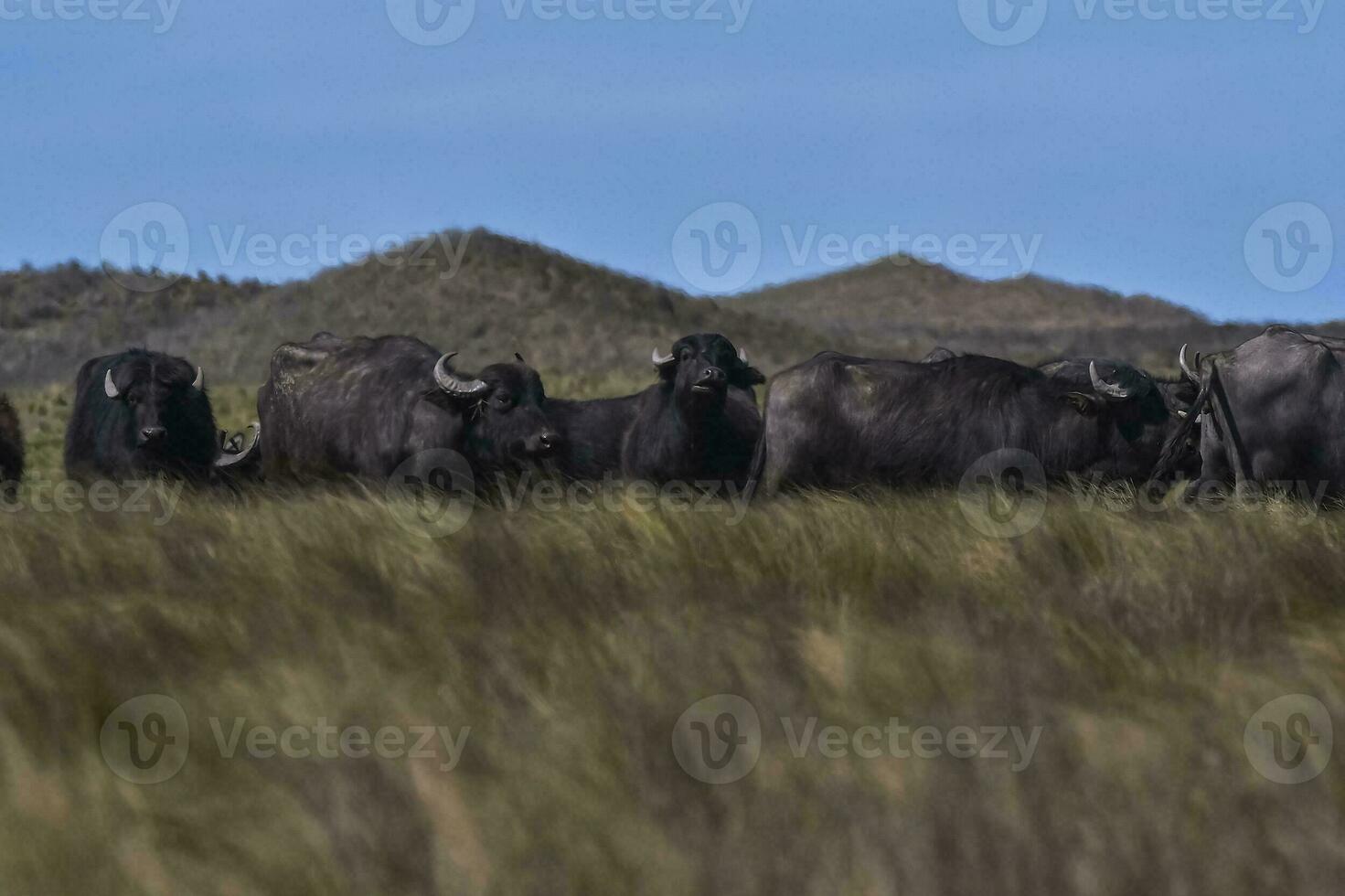 water buffel, bubalus bubalis, soorten geïntroduceerd in Argentinië, la pampa provincie, Patagonië. foto