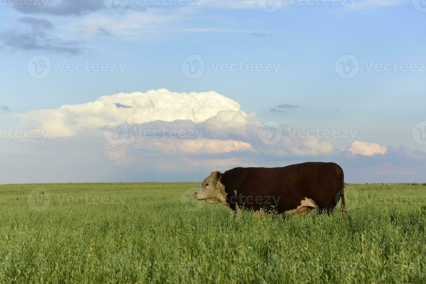 stier van ras in de veld, hierford, pampa, Argentinië foto