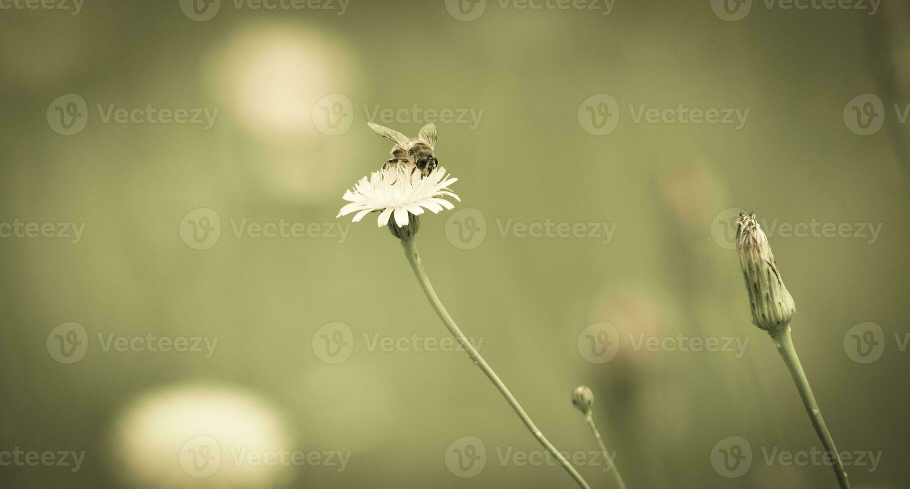 hommel Aan een distel, Patagonië foto